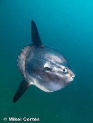 Mola mola. Here, in the Bay of Biscay, we can see them re... by Mikel Cortes 